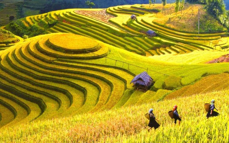 Y Linh Ho- SaPa